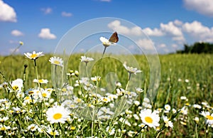 A lawn with white daisies photo