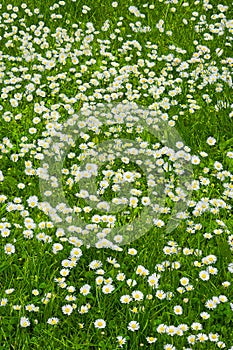 A lawn of white flowers