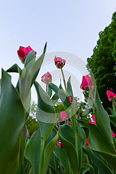 A lawn with white-red tulips