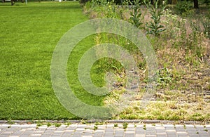 Lawn and wild grass