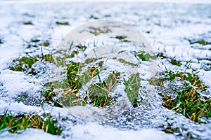 Lawn after winter under melting snow. Grass sprouts in the spring after a snowfall. Waking up plants after warming