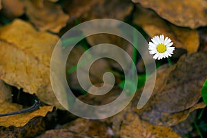 Lawndaisy and Dead Leaves