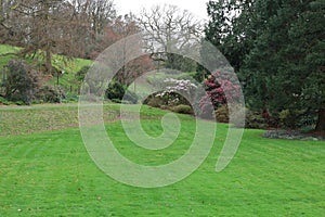 Lawns and Camelias at Holehird Gardens near Windermere, Lake District, Cumbria, England, UK