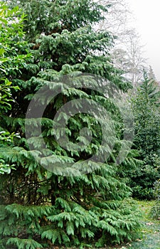 Lawson cypress Chamaecyparis Lawsoniana, known as Port Orford cedar, white or Oregon cedar in spring day in Arboretum Park