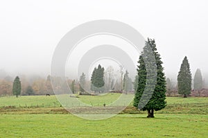 Lawson cypress forest