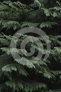 Lawson cypress green leaves