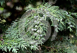 Lawson`s cypress Chamaecyparis lawsoniana A. Murray bis Parl.. Branch with green cones photo