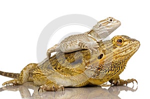 Lawson's dragon - Pogona henrylawsoni