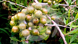 Lawsonia inermis hina green fruits image photo
