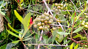 Lawsonia inermis hina green fruits image stock photo