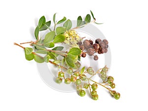 Lawsonia inermis, also known as hina or henna tree or mignonette tree and Egyptian privet. Isolated