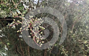 Lawsonia inermis or henna flower in a garden