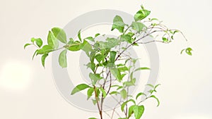 Lawsonia inermis henna tree branch closeup