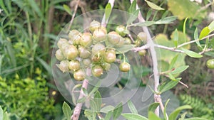 Lawsonia inermis hina green fruits stock photo