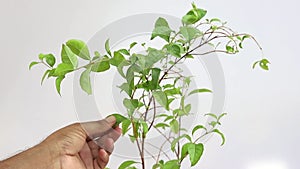 Lawsonia inermis hina plant on white background