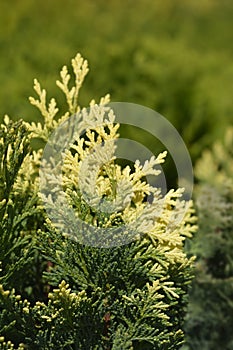 Lawsons Cypress Pygmaea Argentea