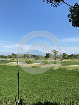 Lawu mountain beyond rice green