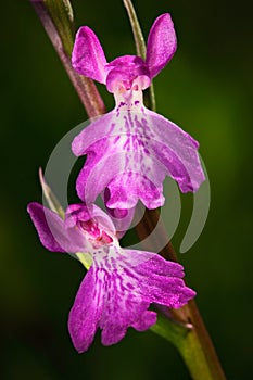 Lax-flowered Orchid, Orchis laxiflora ssp. palustris, flowering European terrestrial wild orchid, nature habitat, detail of