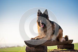 Lay down german shepherd dogon wooden chair in spring