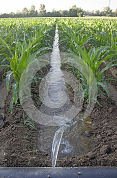 Lay-flat irrigation tube system for leveled-to-grade cornfield, Extremadura, Spain