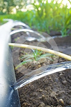 Lay-flat irrigation tube system for leveled-to-grade cornfield, Extremadura, Spain