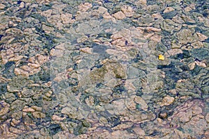 Layer of algae on water