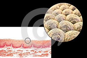 Layer of cells, light micrograph and illustration