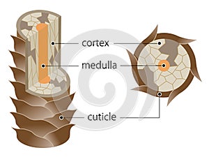 Layer of damaged hair structure. The hair shaft consists of cortex,cuticle, and medulla. Hair care and beauty concept