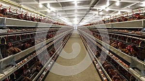 Layer Farm housing, Egg Hatchery or Chicken Eggs