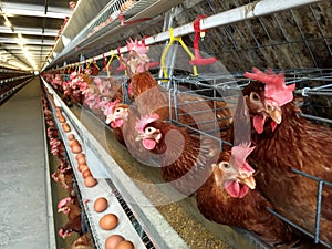 Layer Farm housing, Egg Hatchery or Chicken Eggs