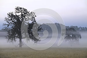 A layer of fog hovers amidst oak trees