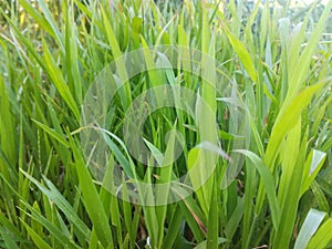 A layer of green grass. Very pretty perfect for a backdrop. Can be used for a photo. Badges are also important.