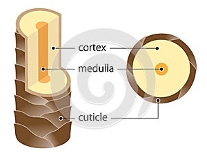 Layer of hair structure. The hair shaft consists of cortex,cuticle, and medulla. Hair care and beauty concept