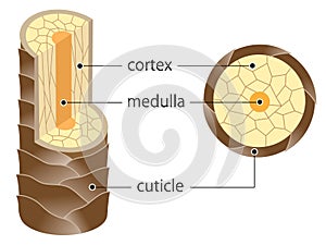 Layer of hair structure. The hair shaft consists of cortex,cuticle, and medulla. Hair care and beauty concept