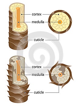 Layer of healthy and damaged hair structure. The hair shaft consists of cortex,cuticle, and medulla.hair care and beauty concept