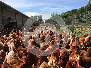 Layer hens on a farm outdoors photo