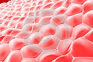 Layer of human cells