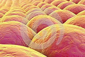 Layer of human cells