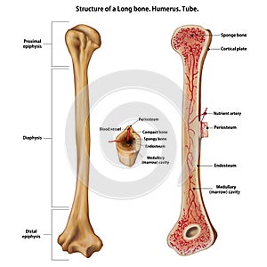 Layer of a Long bone. Humerus. Tube.