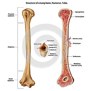 Layer of a Long bone. Humerus. Tube. photo