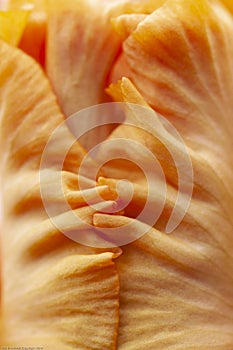 A layer of petals intertwine of an orange Tall Bearded iris