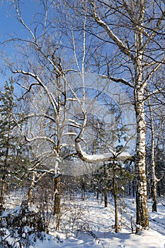 A layer of snow on the branches of bare trees against the blue sky