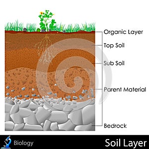 Layer of Soil