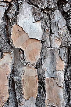 Layered Bark of a Pine Tree Background