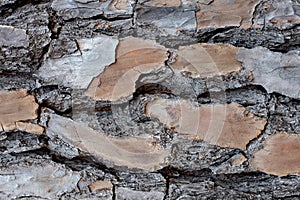 Layered Bark of a Pine Tree Background                                                                                            