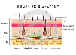 Layered epidermis, human skin anatomy photo