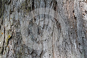 Layered gray tree bark background texture