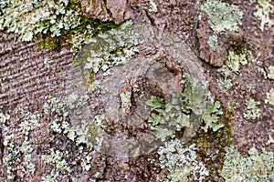 Layered Green Lichens and Mosses on Tree Bark