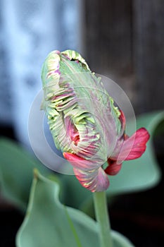 Layered jagged tulip plant with fully closed green to dark red tepals surrounded with pointy elongated leaves growing in local