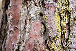 Layered Pine Tree Bark Background